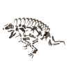 Bandai hobby fossile collection 1/32 dinosaure imaginary skeleton tyrannosaurus - dinosaure - préco mars 2025BANMK61800%204.jpg4