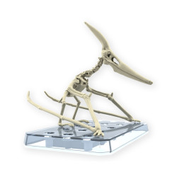 Dinosaure bandai hobby plastic model kit plannosaurus pteranodonBANMK66282B.jpg4573102662828